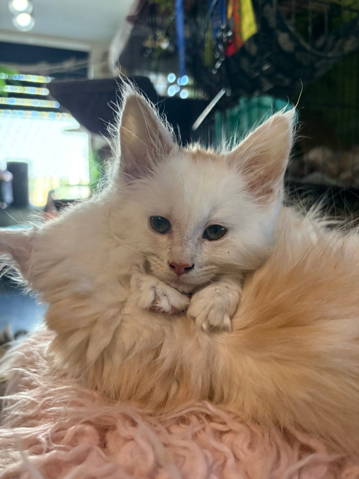 Maine coon  poesjes met stamboom😊, Poes, Gechipt
