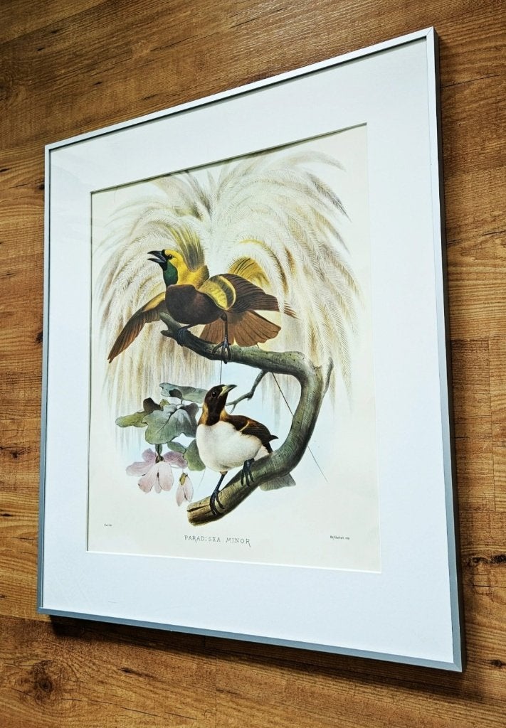 Foto 5 van Grote ingelijste prent "Paradisaea Minor"