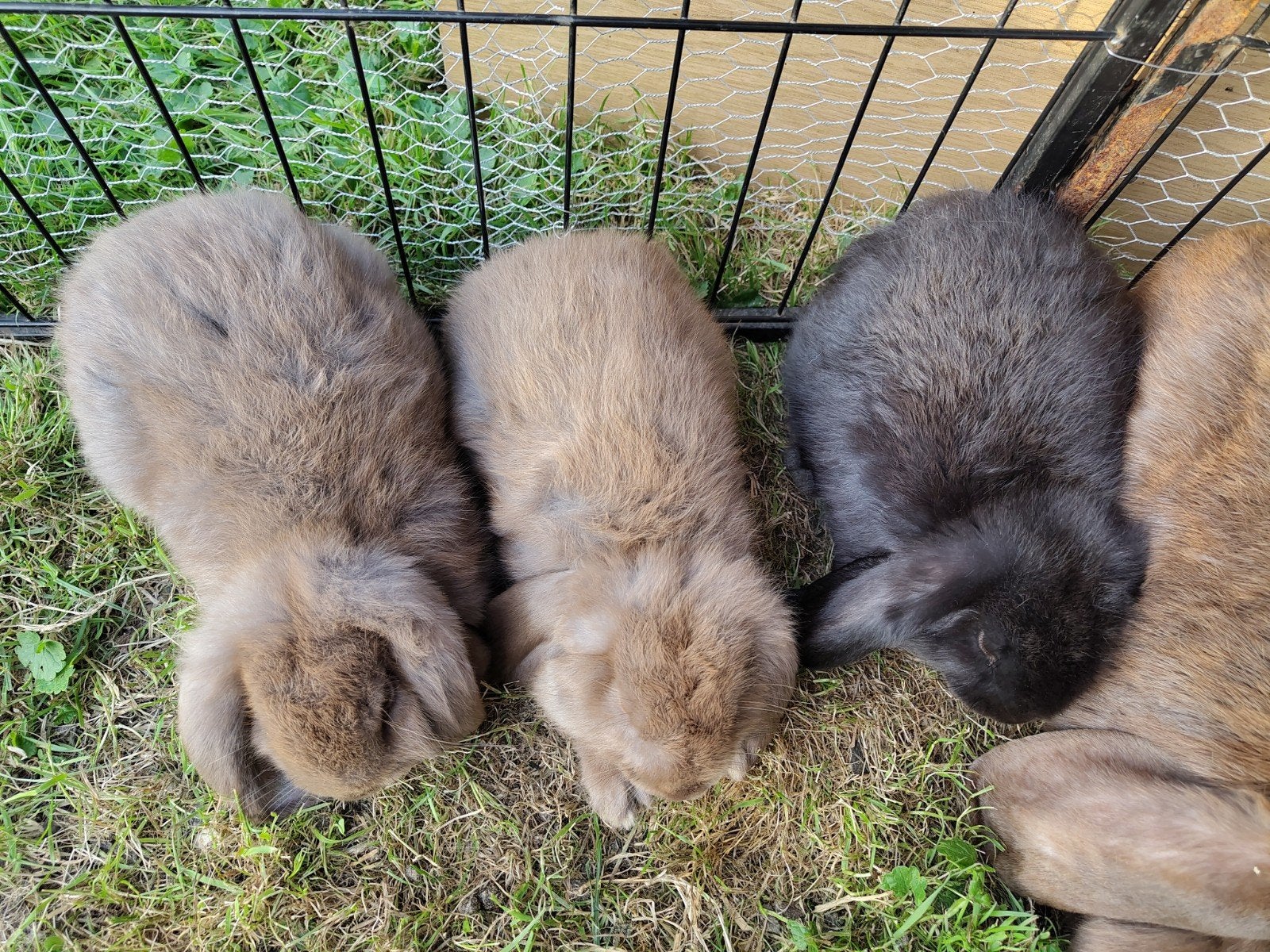 Jonge Franse hangoren!, Dieren en Toebehoren, Konijnen, Meerdere dieren, Groot