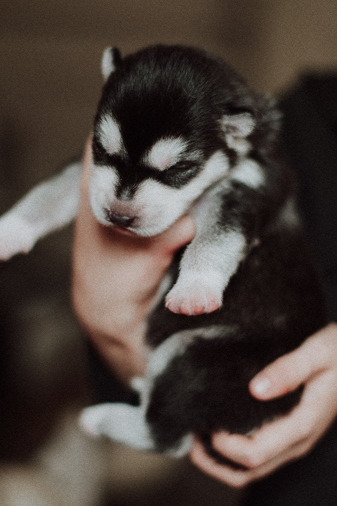 Husky pups, Dieren en Toebehoren, 8 tot 15 weken, Poolhond, Meerdere, Meerdere dieren