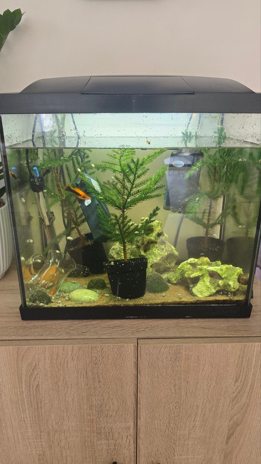 Aquarium 50L, Ophalen of Verzenden, Gevuld zoetwateraquarium