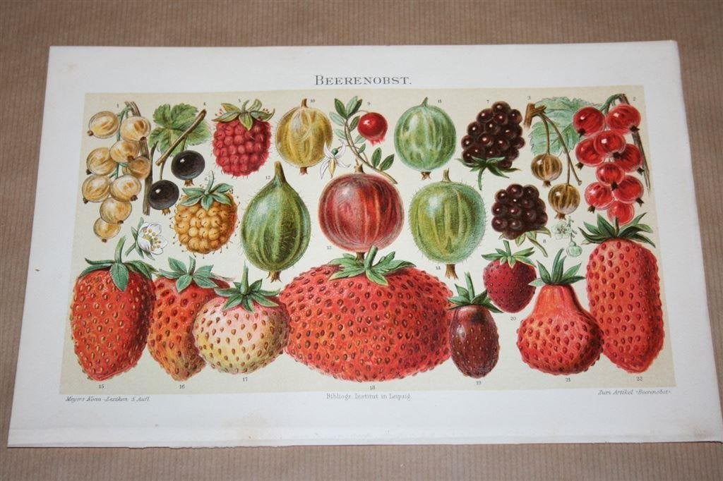 Antieke kleurenlitho - Bessen, aardbeien etc. - ca 1900 !!, Ophalen of Verzenden