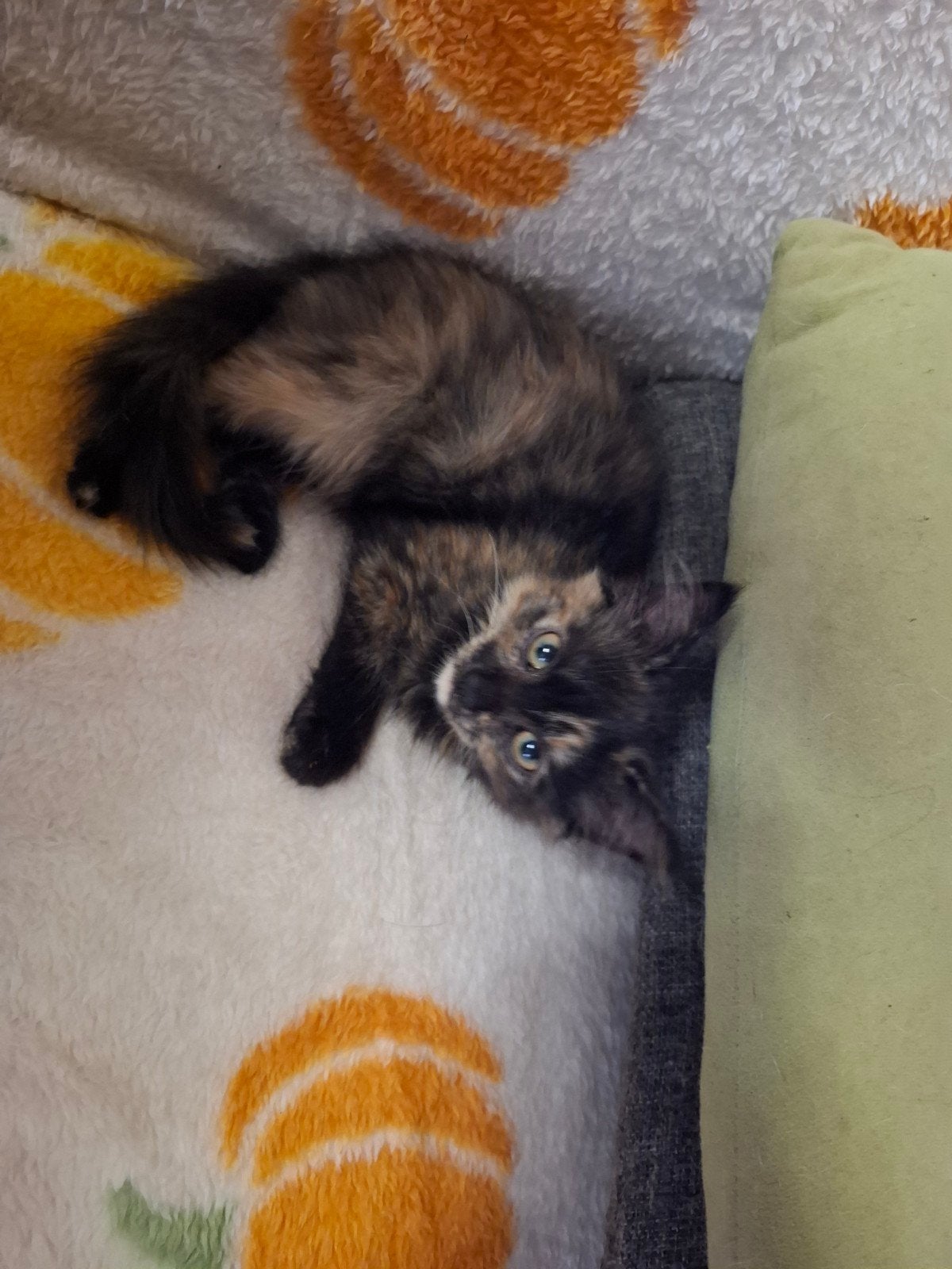 Turkse Angora kitten poesje, Dieren en Toebehoren, Poes, Ontwormd