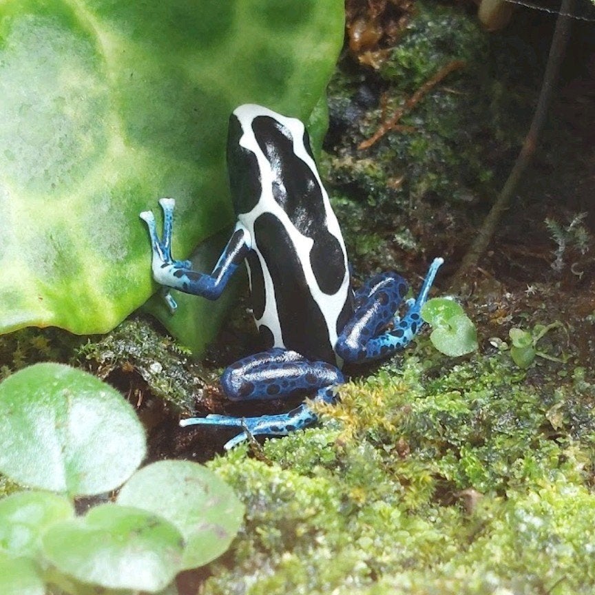 dendrobates tinctorius oyapock GEZOCHT!, Dieren en Toebehoren, Amfibie, 0 tot 2 jaar