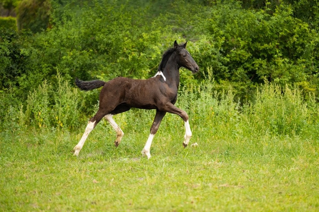 Stoer Barock Pinto hengstveulen (vader Kenzo) 55% Fries, Dieren en Toebehoren, Niet van toepassing, Dressuurpaard, Hengst, 165 tot 170 cm