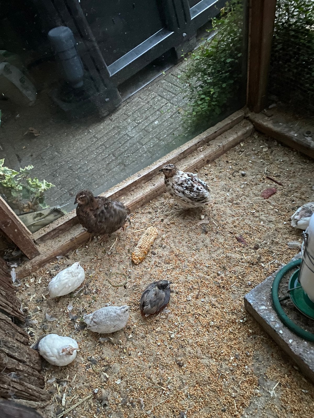 Japanse kwartel hanen, Mannelijk