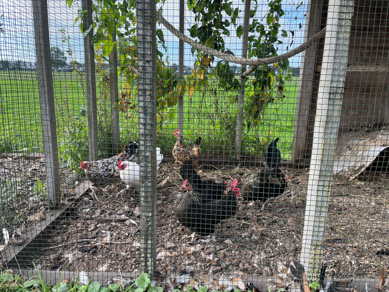 5 kriel kippen en een haan chabo’s en serama’s, Meerdere dieren, Kip