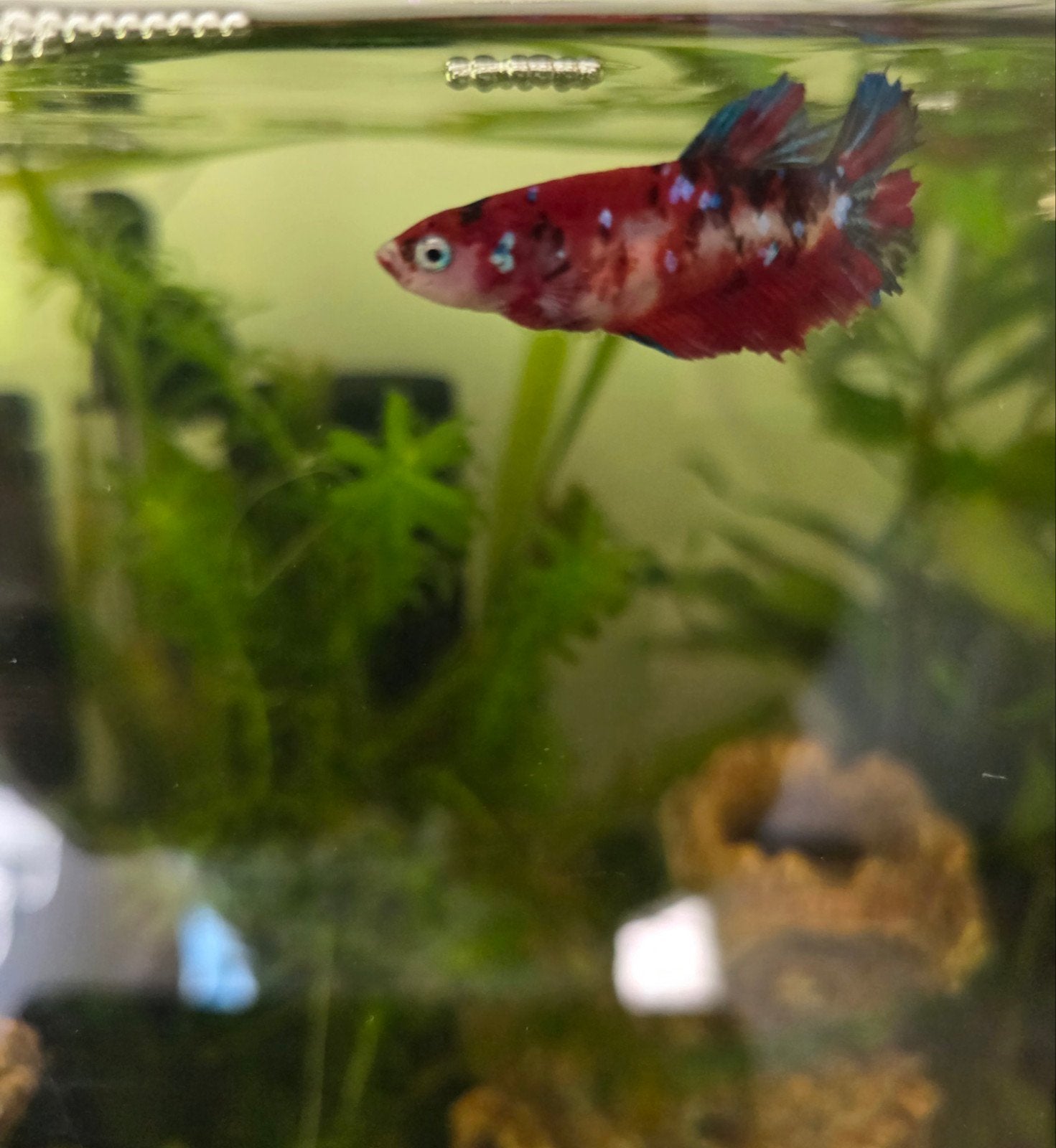 vrouwelijke Siamese kempvis (Betta splendens), Vis