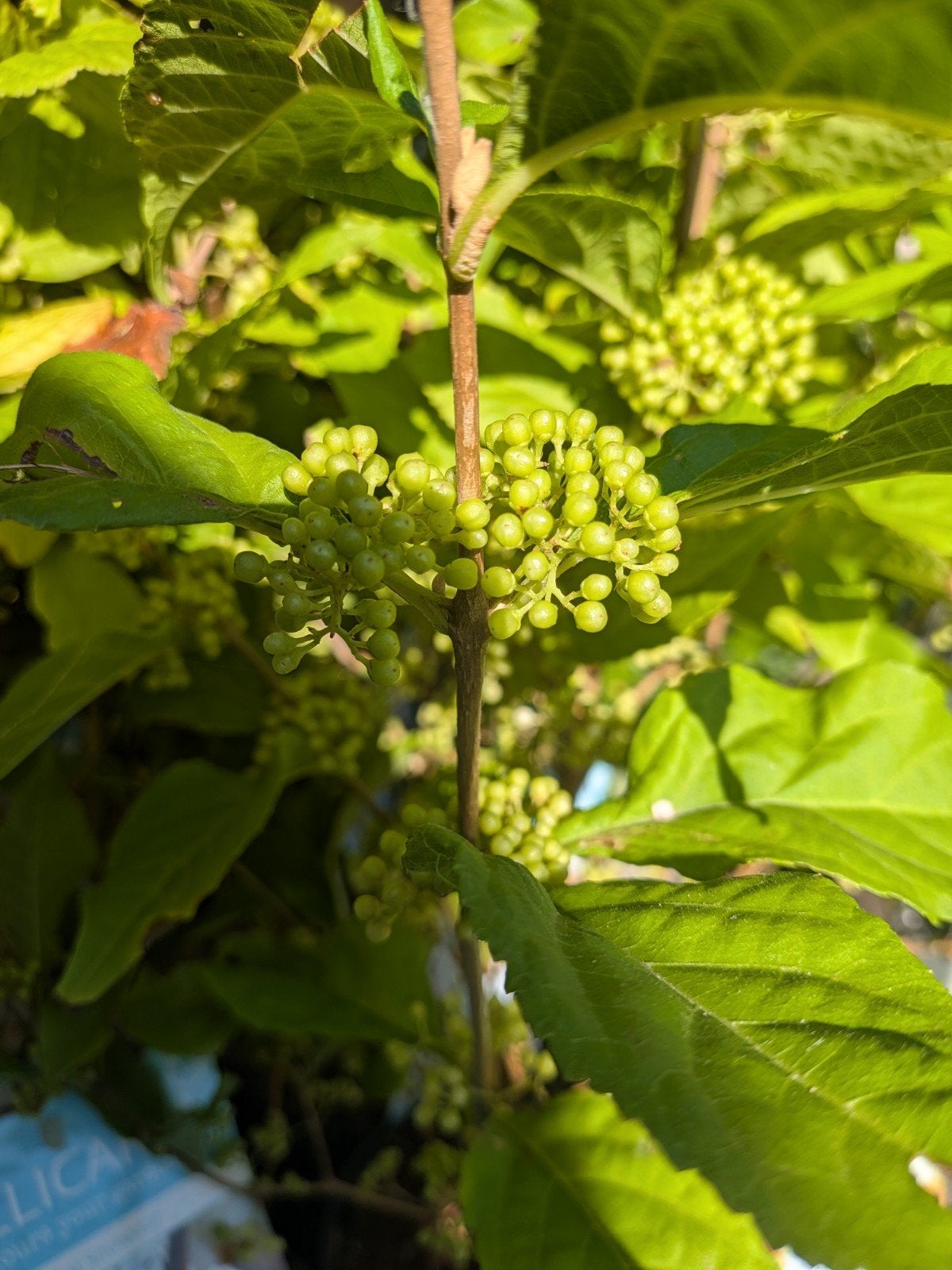 Witte Schoonvrucht Callicarpa 'Magical Snowstar' -, Volle zon, Vaste plant, Lente, Ophalen