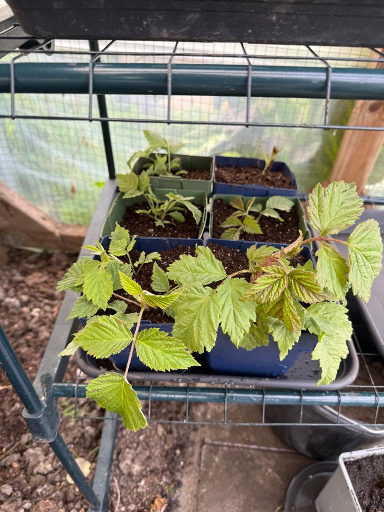 Roze framboos stekken - Kweek je eigen heerlijke frambozen!, Tuin en Terras, Ophalen, Minder dan 100 cm, Lente, Overige soorten