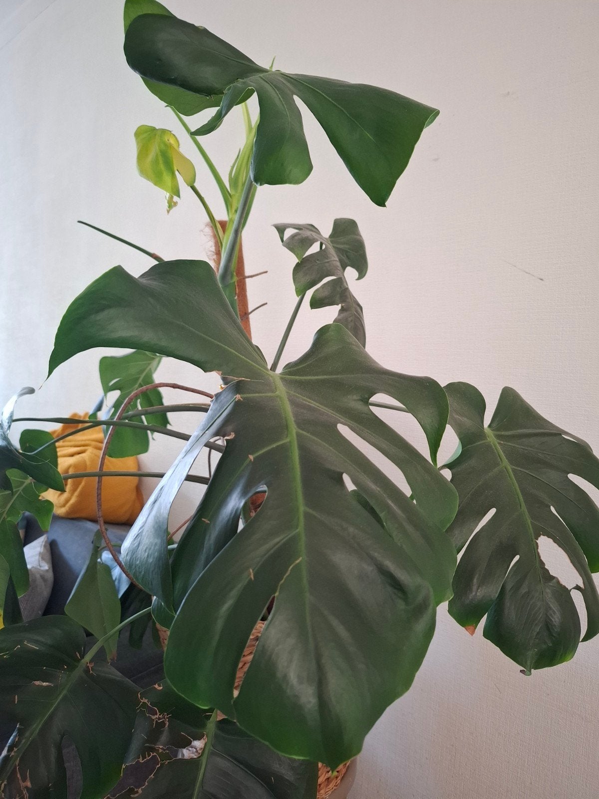 Grote Monstera Deliciosa - Kamerplant, Ophalen, Overige soorten, Halfschaduw, Minder dan 100 cm