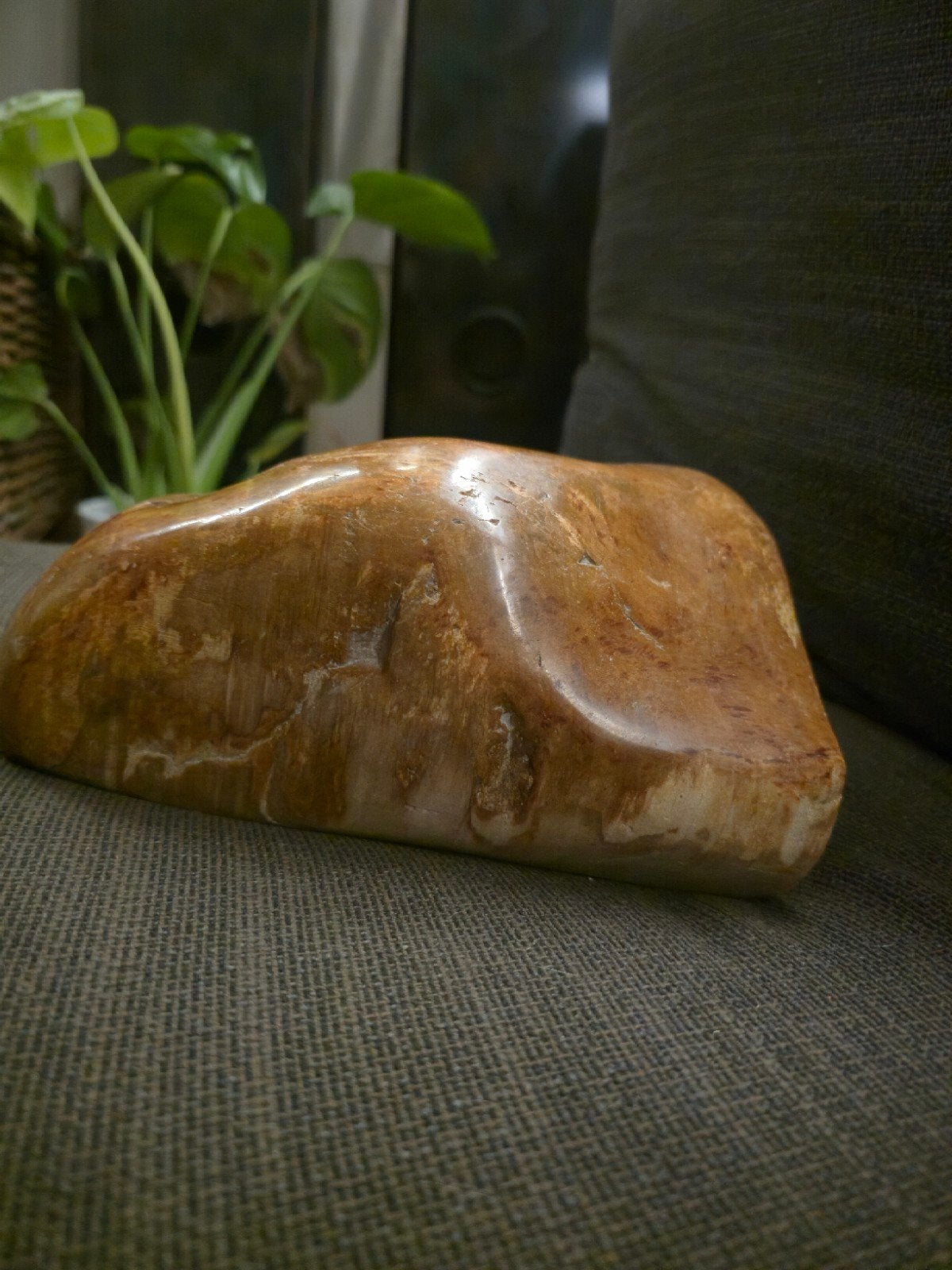 versteend hout, Overige typen, Overige onderwerpen, Ophalen of Verzenden, 20 - 50 cm