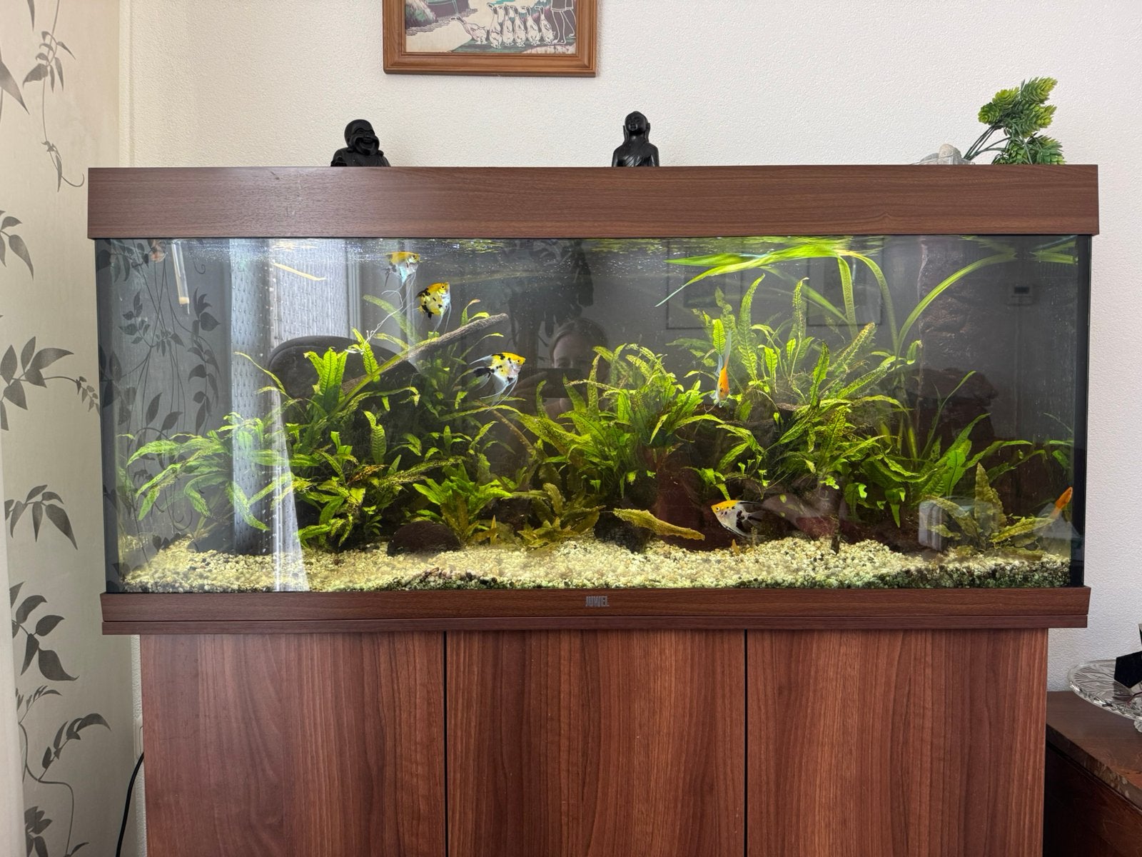 Juwel rio 240, Dieren en Toebehoren, Vissen | Aquaria en Toebehoren, Ophalen, Gebruikt, Gevuld zoetwateraquarium, Inclusief vissen
