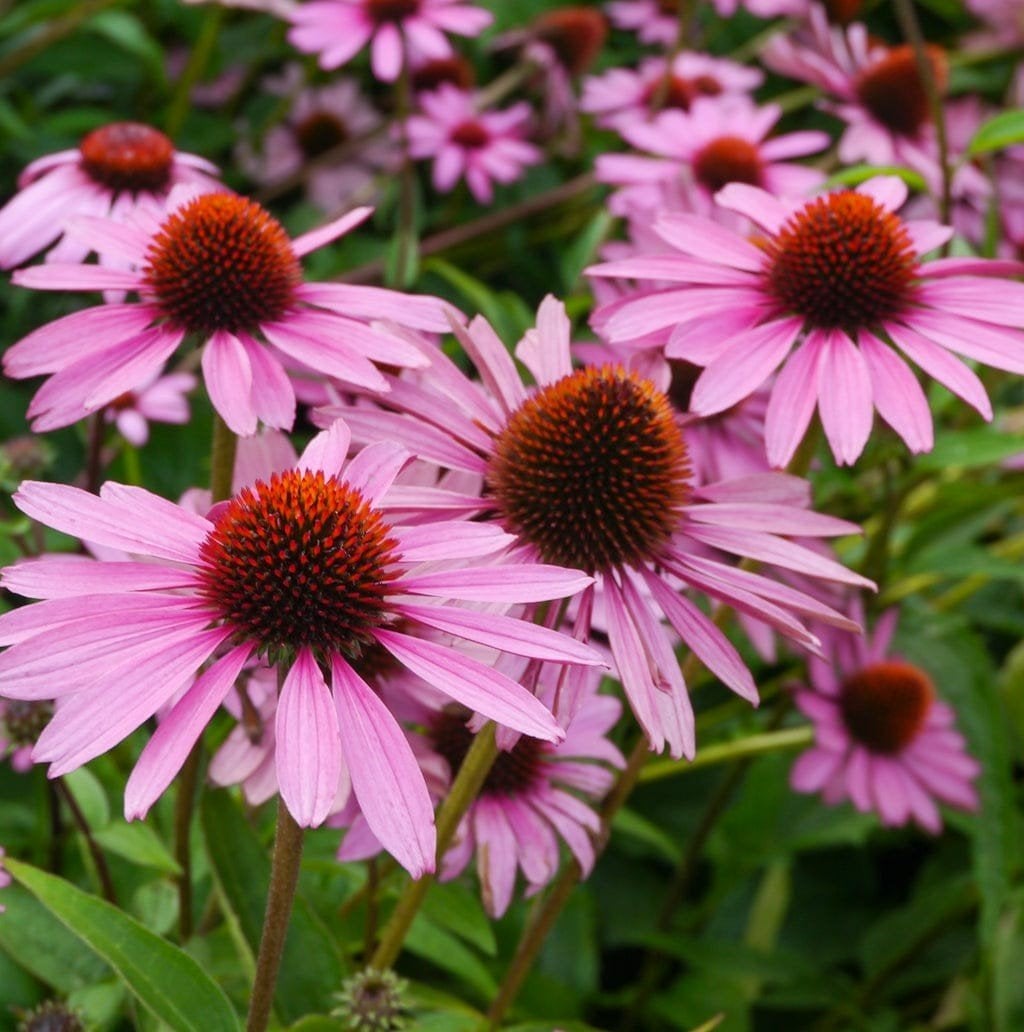 Vele soorten vaste planten/ siergrassen/struiken, Tuin en Terras, Planten | Tuinplanten, Ophalen