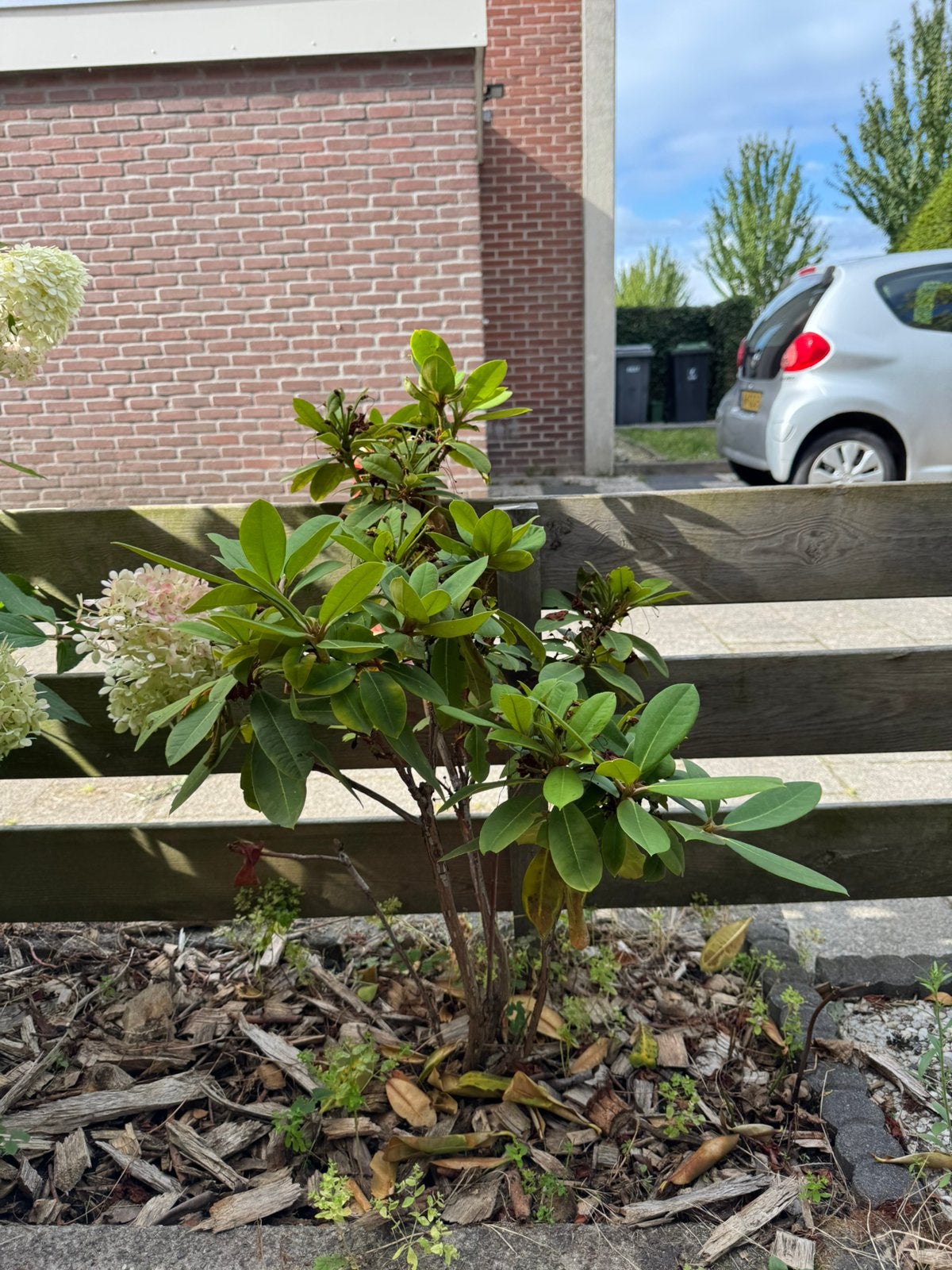 3 rhododendrons, Ophalen, Halfschaduw, Overige soorten, 100 tot 250 cm
