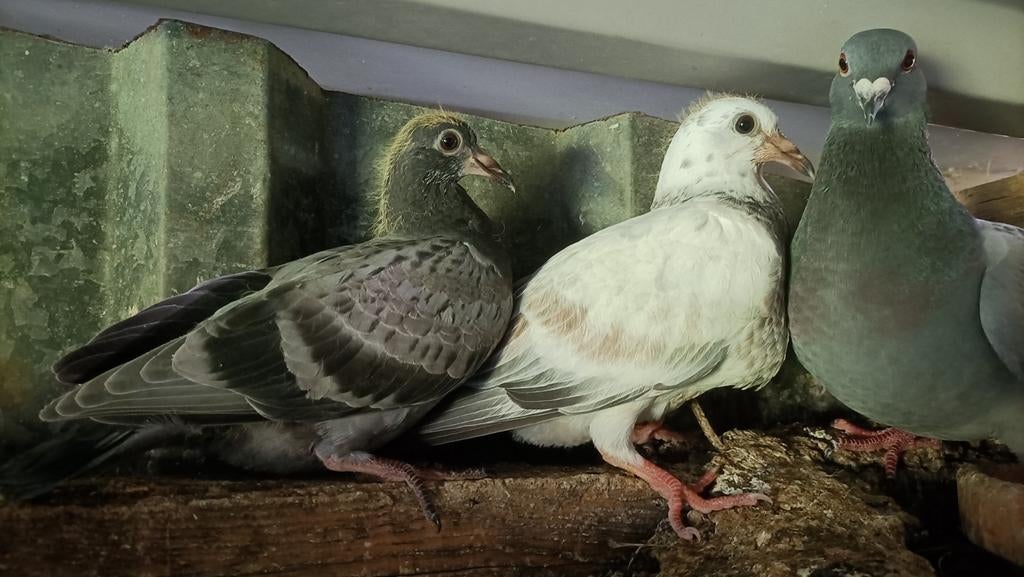 Jonge postduiven       piepers, Dieren en Toebehoren, Meerdere dieren