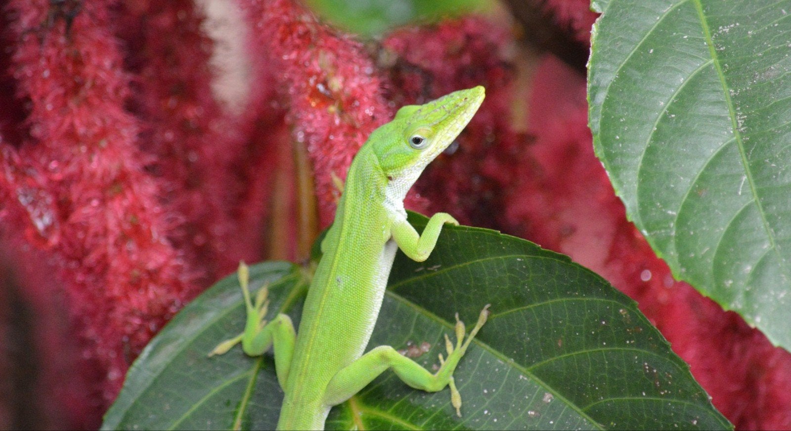 Roodkeel Anolis GEZOCHT, Hagedis, 0 tot 2 jaar
