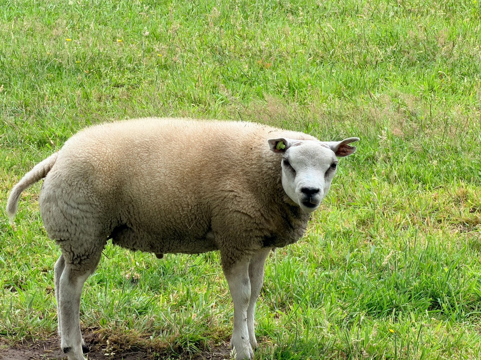 Stamboek texelaar dekram, Dieren en Toebehoren, Mannelijk, Schaap