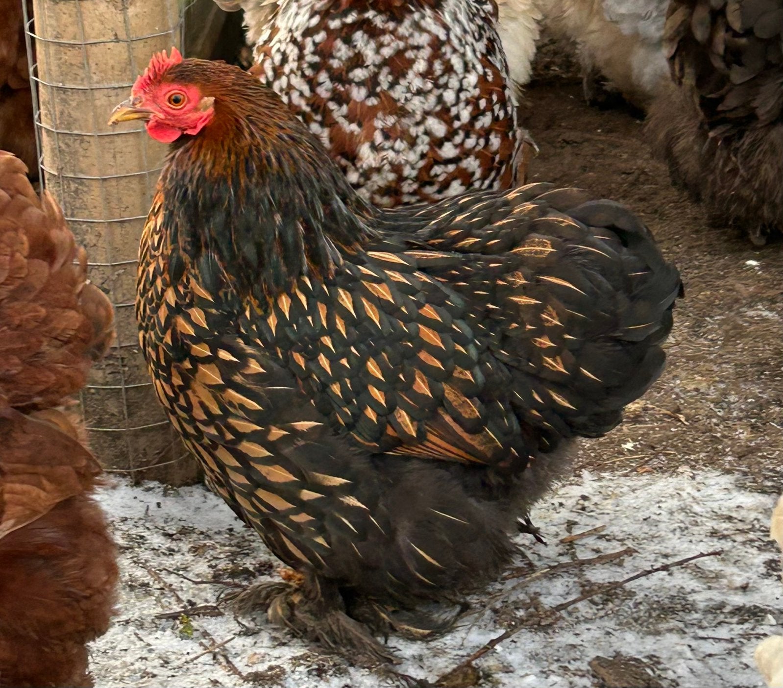 Cochin kriel trio, Dieren en Toebehoren, Pluimvee, Kip, Meerdere dieren