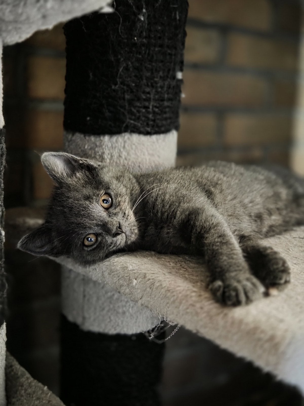 Ragdoll/ Europeese korthaar, Meerdere dieren, 0 tot 2 jaar