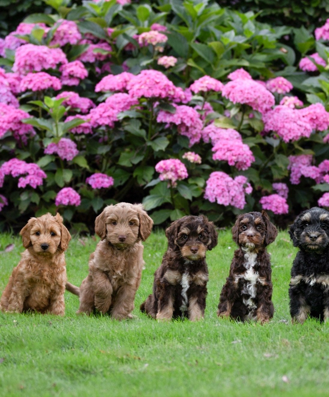 Aangeboden oppas labradoodle, Dieren en Toebehoren, Ophalen of Verzenden