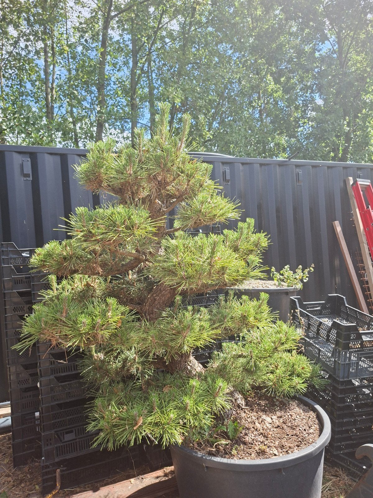 Pinus Thunbergii niwaki Japan import, Tuin en Terras, Ophalen, Zomer, Volle zon, Overige soorten