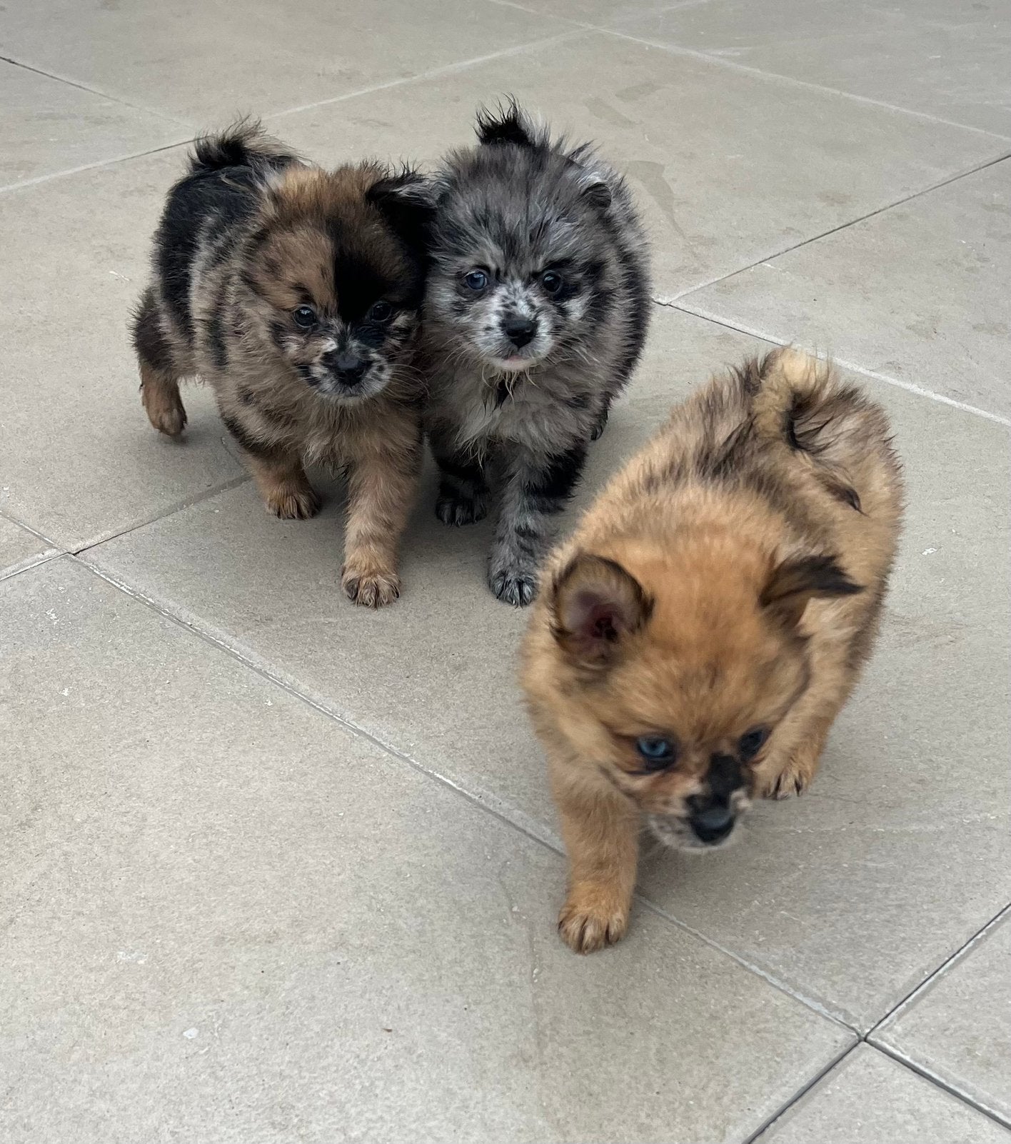 Mogen verhuizen ! Pomeriaan X midden kees pups teef reu, Dieren en Toebehoren, Honden | Chihuahua's en Gezelschapshonden, Parvo