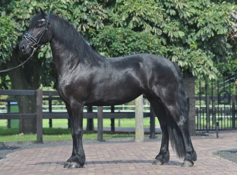 3 jarige drachtige friese merrie V Ulbran, Dieren en Toebehoren, Merrie, Met stamboom, Dressuurpaard, Zadelmak