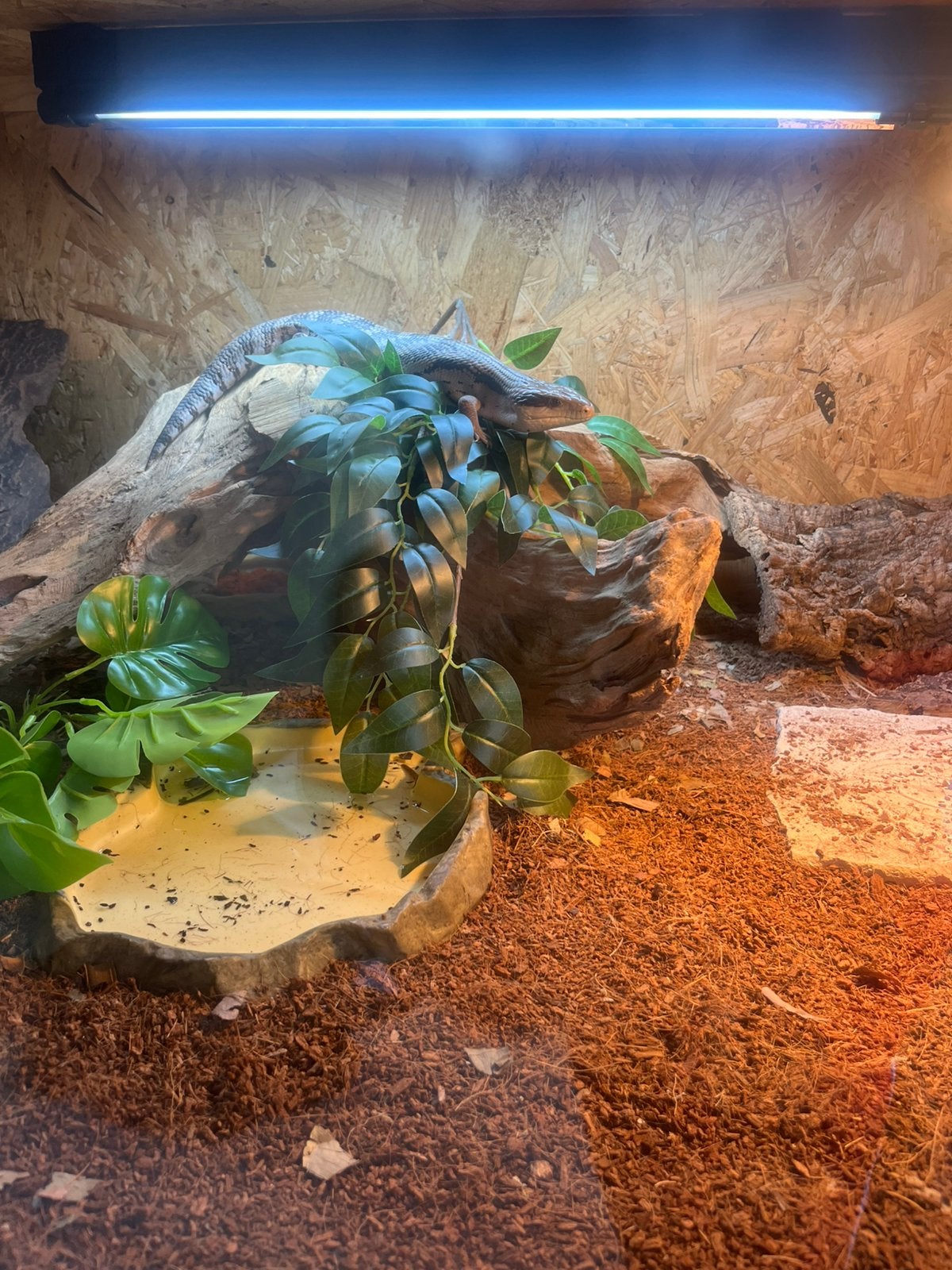 Blauwtong skink + compleet osb terrarium Blue Tongue Skink photo 5