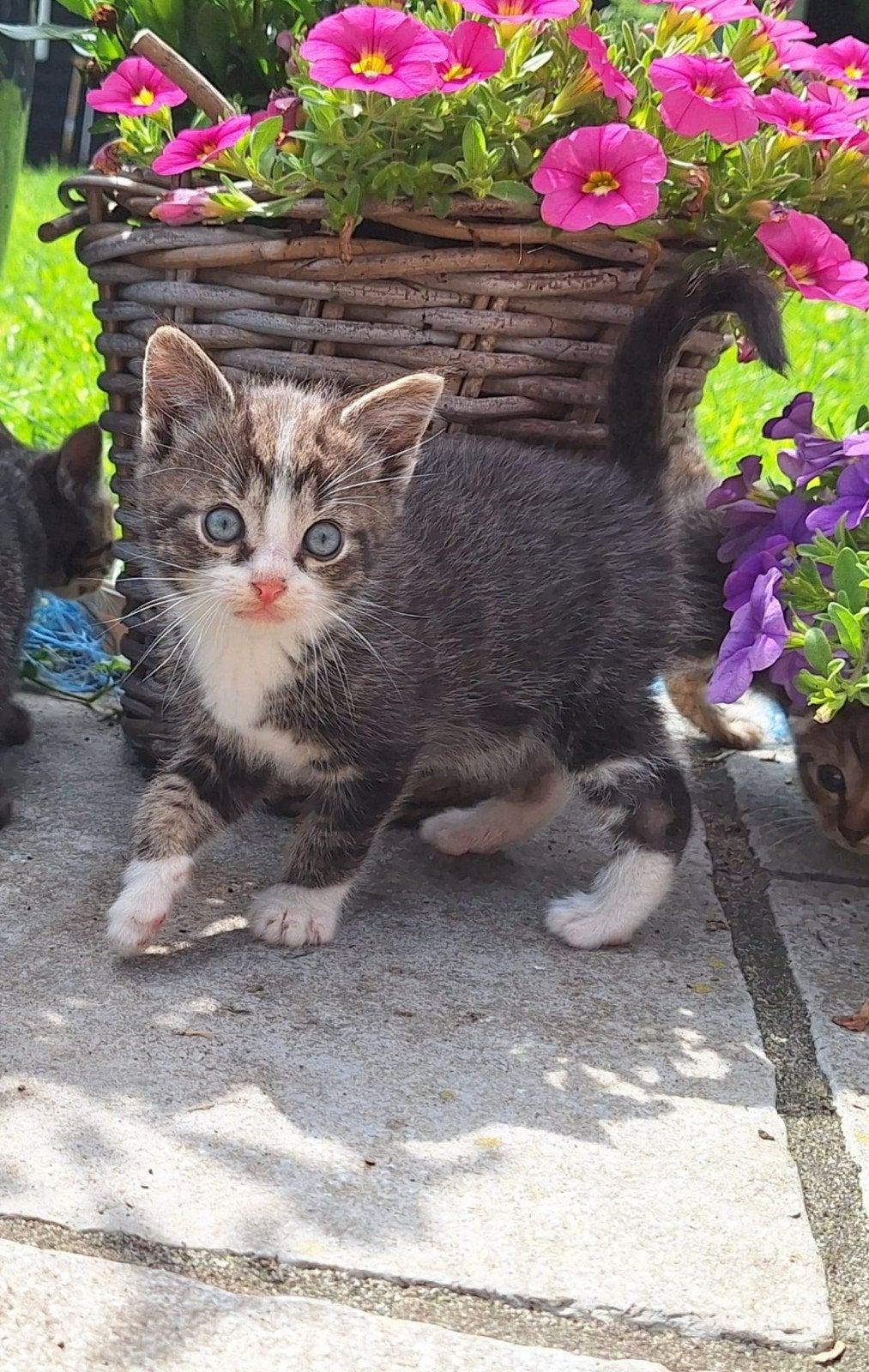Lieve boerderijkittens te koop, Dieren en Toebehoren, Katten en Kittens | Overige Katten, Meerdere dieren, Kortharig, 0 tot 2 jaar