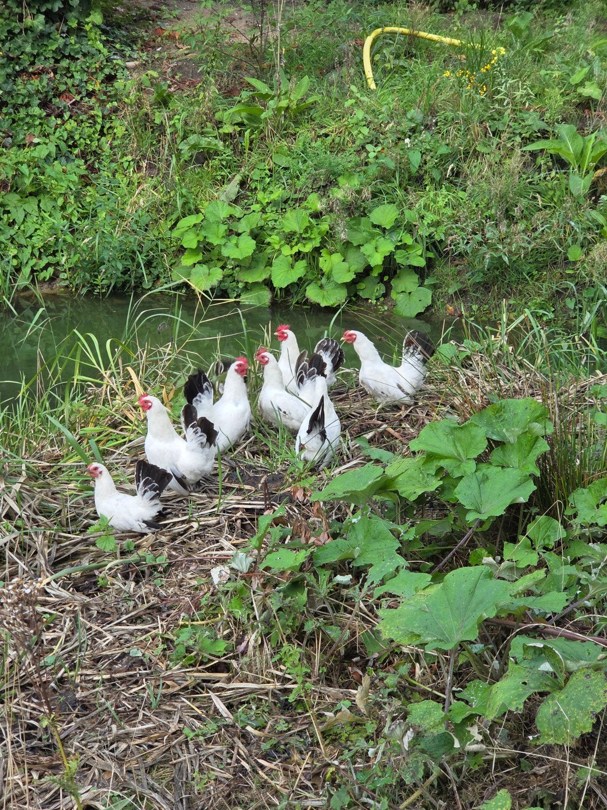 chabo krielkip, Dieren en Toebehoren, Vrouwelijk, Kip