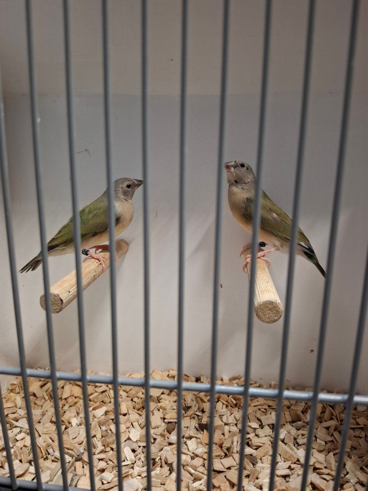 Gouldamadine poppen, Vrouwelijk, Tropenvogel, Geringd