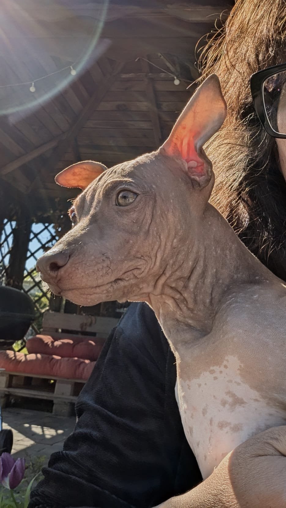 American Hairless Terrier, Dieren en Toebehoren, België, Particulier, 15 weken tot 1 jaar, Reu