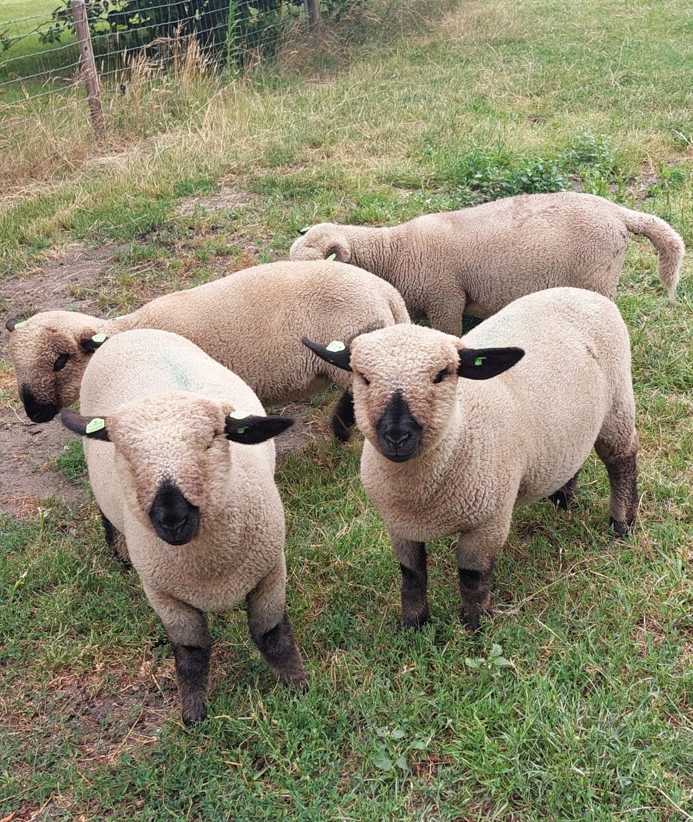2 stuks hampshire down ram lammeren, Dieren en Toebehoren, Schapen, Geiten en Varkens, Mannelijk, Schaap