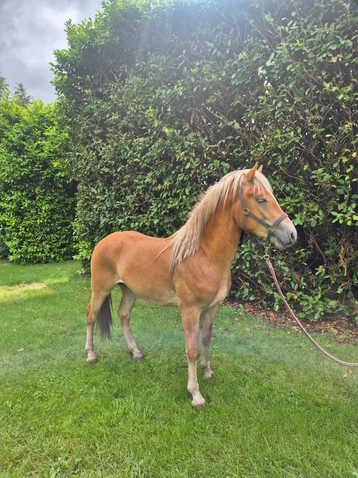Super lieve haflinger hengst, E pony (1.48m - 1.57m), Met stamboom, 0 tot 2 jaar, Hengst