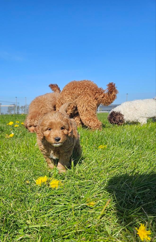 Mini Australian labradoodle / Mini labradoodle pups, Overige rassen, 8 tot 15 weken, Parvo, Meerdere