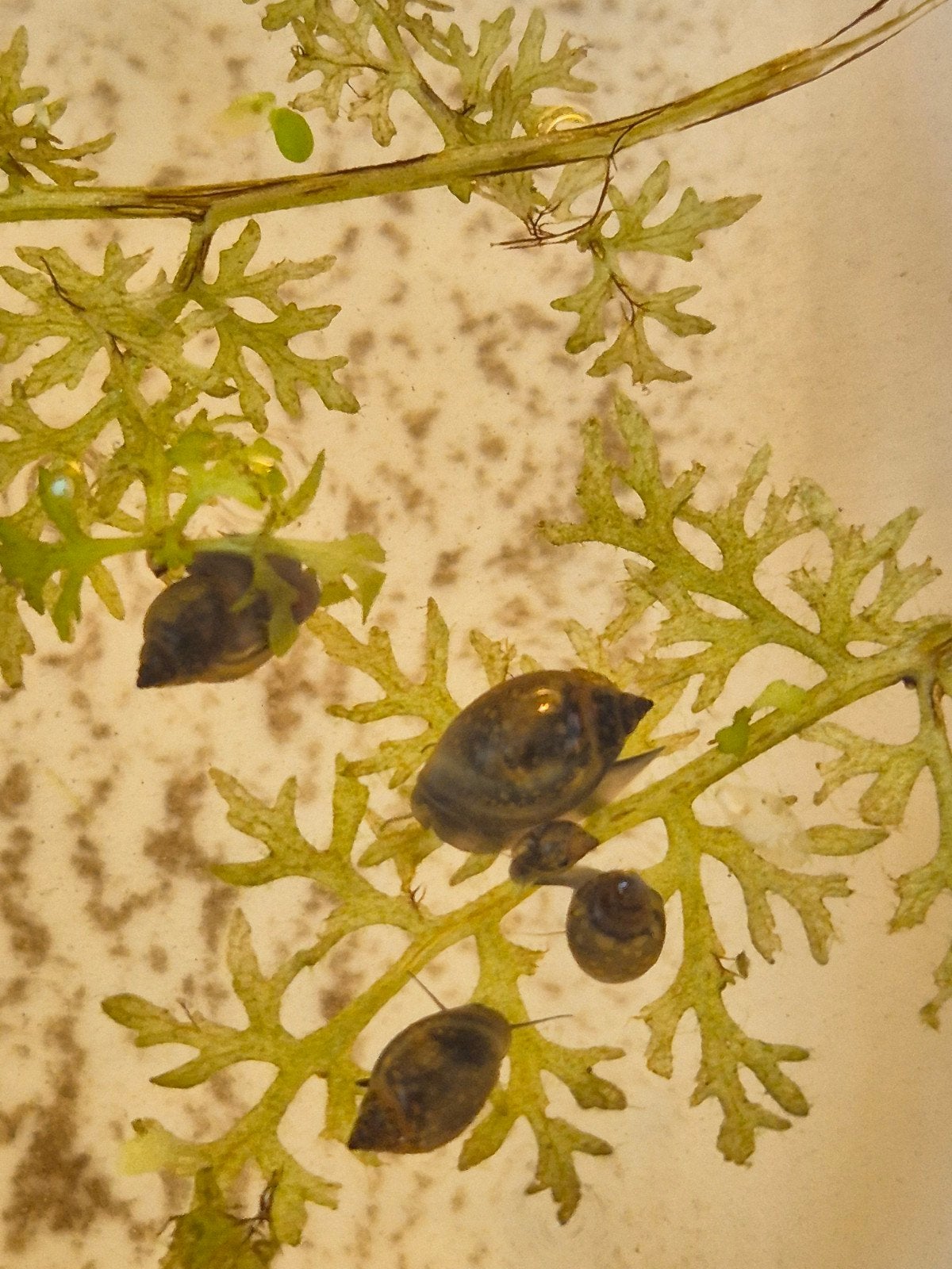 Blaasslakken, Dieren en Toebehoren, Slak of Weekdier