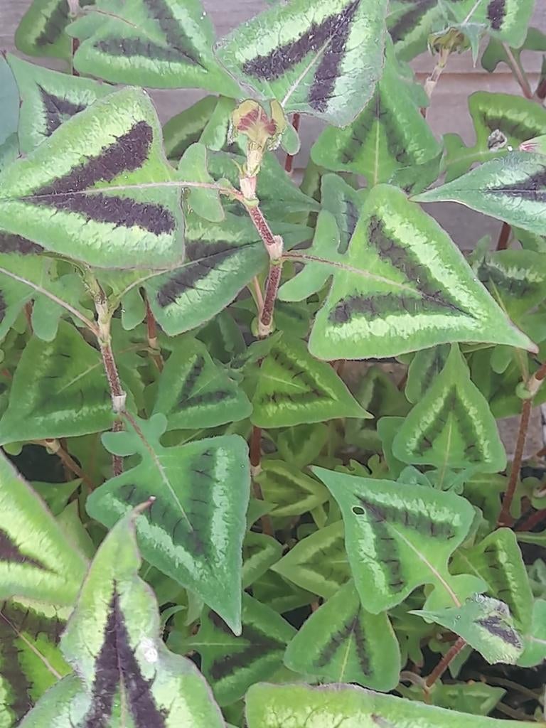 Persicaria microcephala purple fantasy, Ophalen of Verzenden, Overige soorten, Volle zon