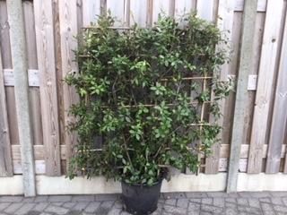 lei-steeneik Quercus ilex is bladhoudend., Ophalen, Overige soorten, Haag