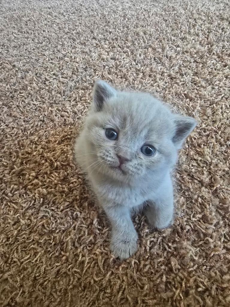 6 kittens te koop
