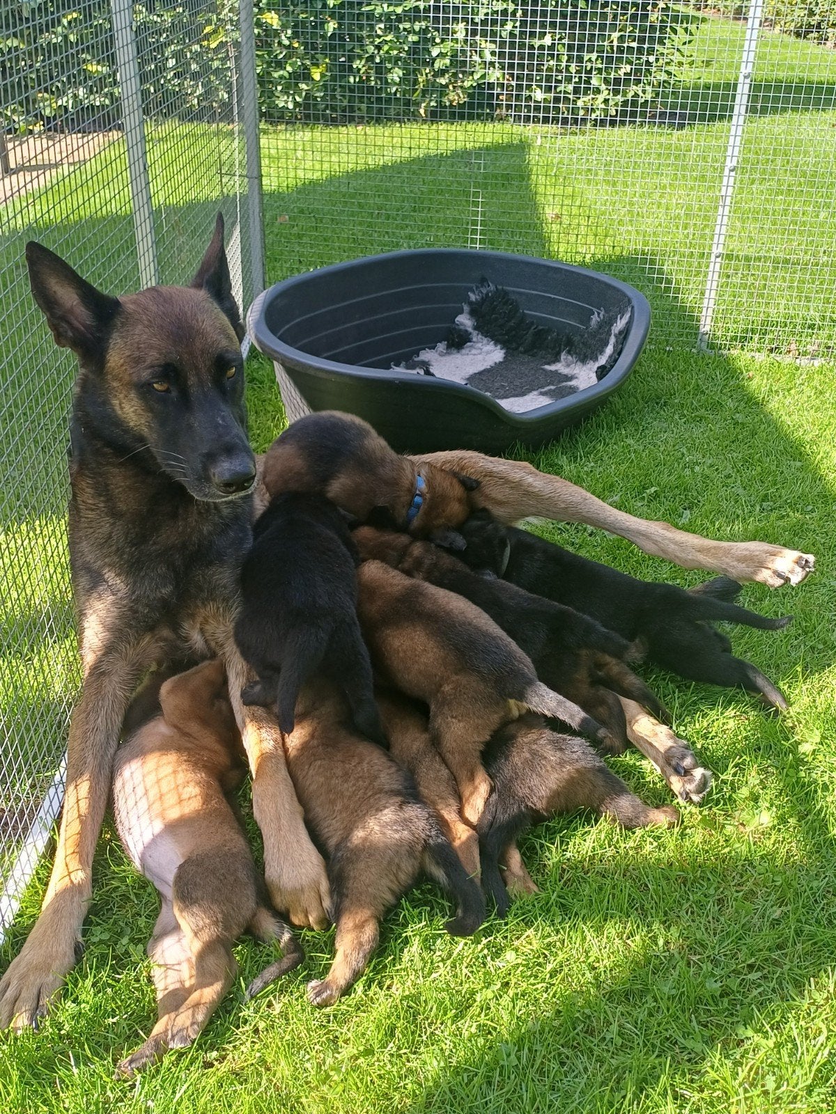 Pups Mechelse herder, Parvo, 8 tot 15 weken, Meerdere, Meerdere dieren