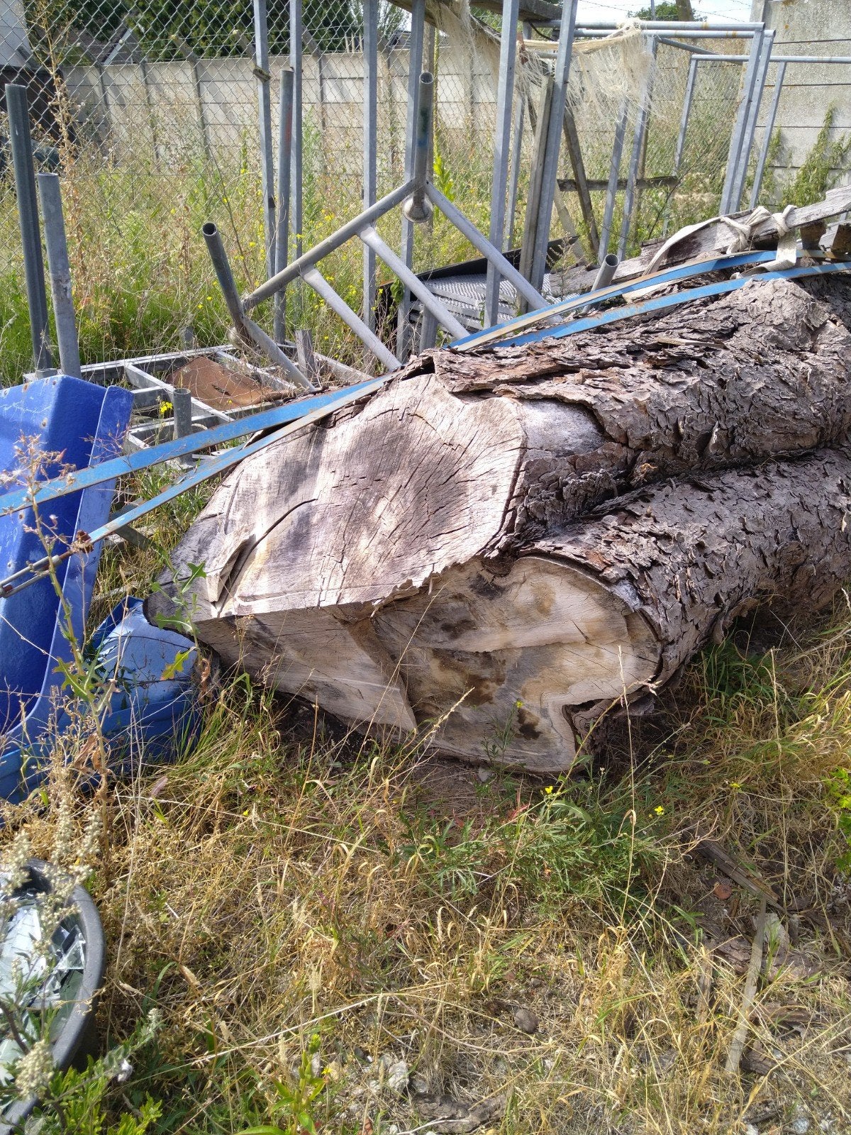 kastanje boom stam, Ophalen of Verzenden