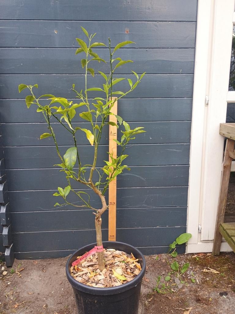 Kumquat boom - 120 cm hoog, Tuin en Terras, Planten | Fruitbomen, Ophalen, Lente, Overige soorten, Volle zon