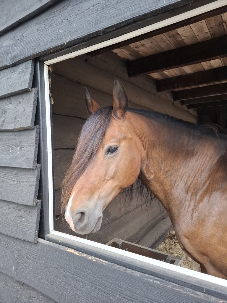 Bijrijder gezocht 18 +, New Forest D pony ruin, 1.42