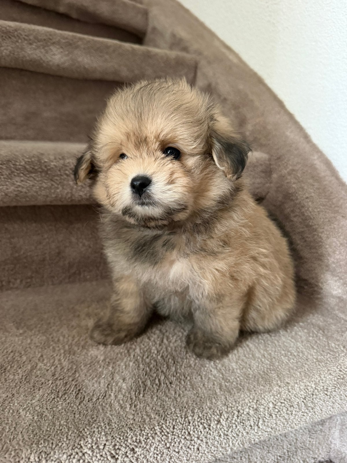 Lieve Maltipoo x Dwergkees pups🐾, Parvo, 8 tot 15 weken, Meerdere, Meerdere dieren