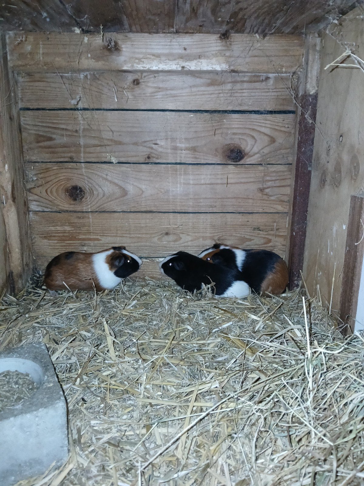 jonge cavia beertjes, Dieren en Toebehoren, Augustus, Mannelijk, Cavia