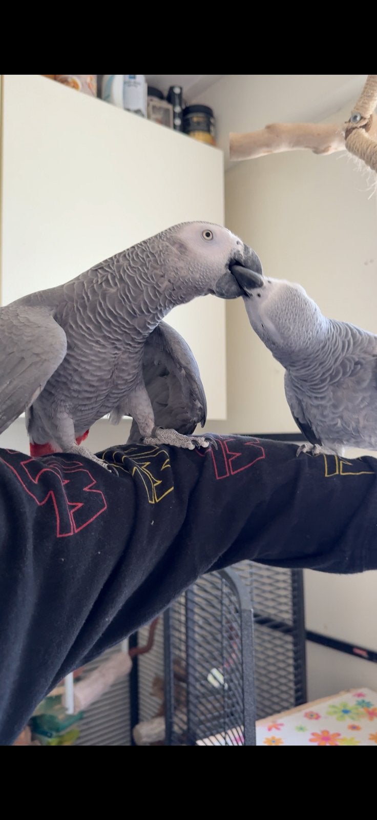 Koppel  Afrikaanse Grijze Roodstaartpapegaaien, Meerdere dieren, Papegaai, Tam