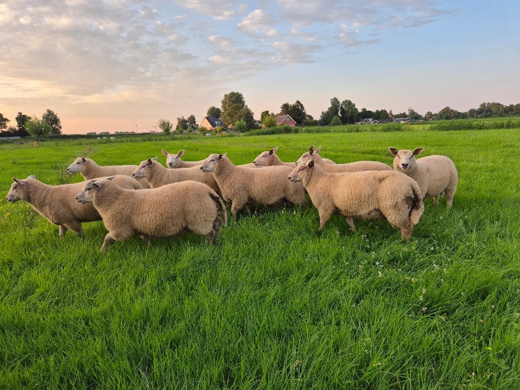 Prachtige Charollais dekkrammen, Dieren en Toebehoren, Schapen, Geiten en Varkens, Mannelijk, Schaap, 0 tot 2 jaar