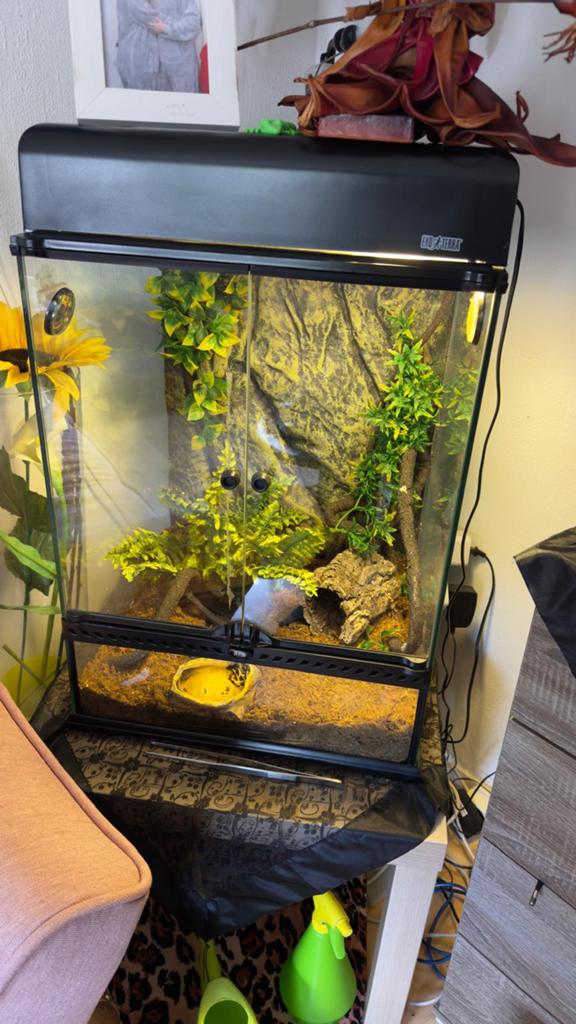 Terrarium met muurgecko, Dieren en Toebehoren, Reptielen en Amfibieën | Toebehoren, Ophalen, Gebruikt, Terrarium of Paludarium