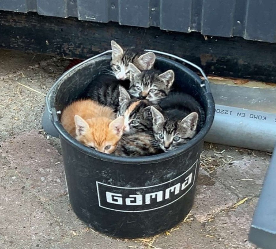 Kittens, Dieren en Toebehoren, Meerdere dieren